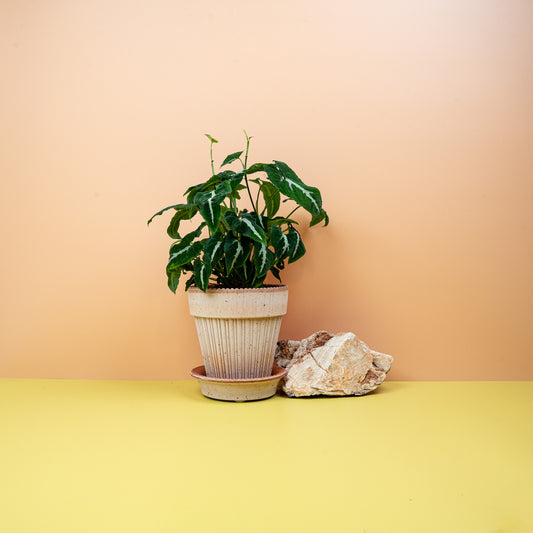 Syngonium Wendlandii – samtige Zimmerpflanze – potflourri