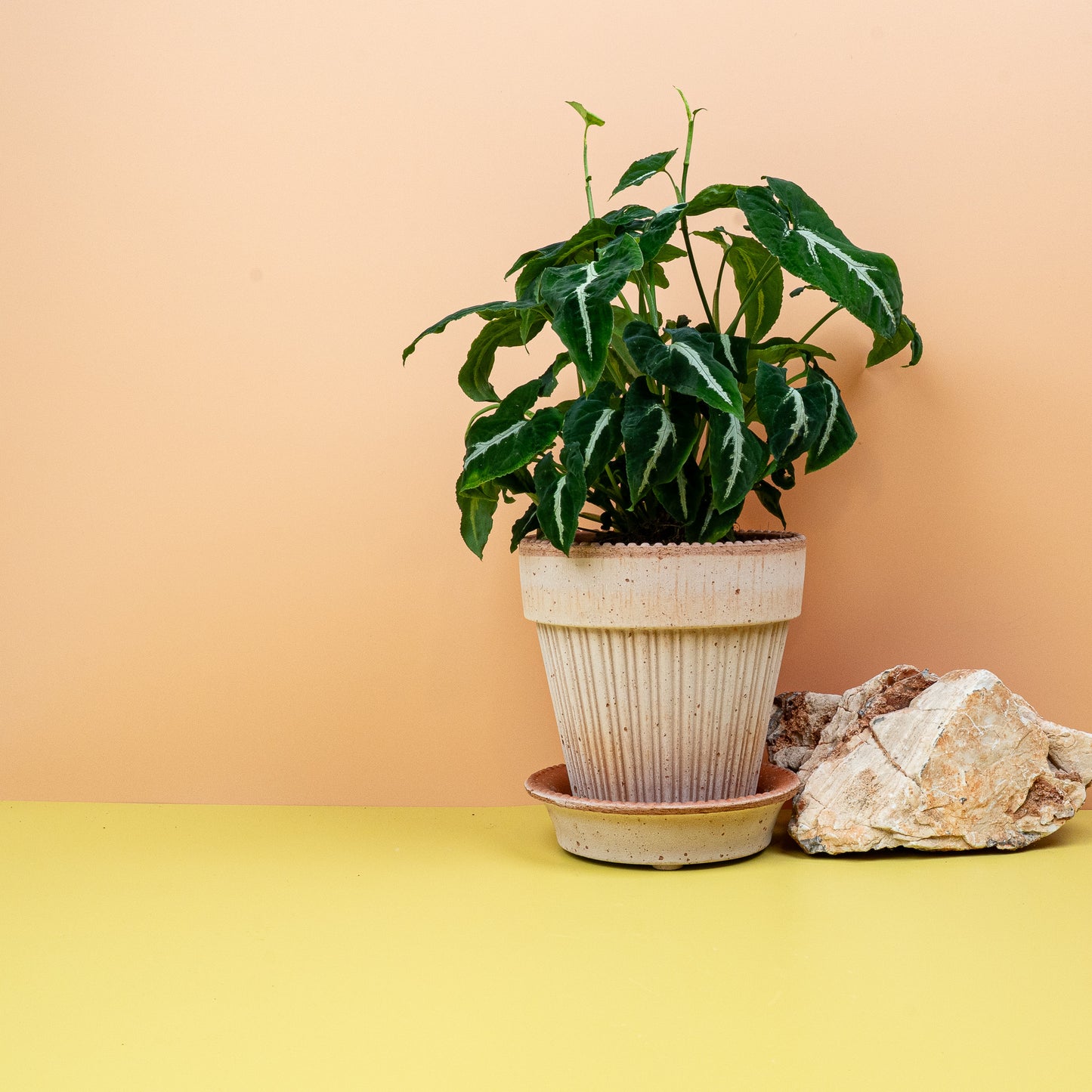 SYNGONIUM WENDLANDII online bestellen bei potflourri