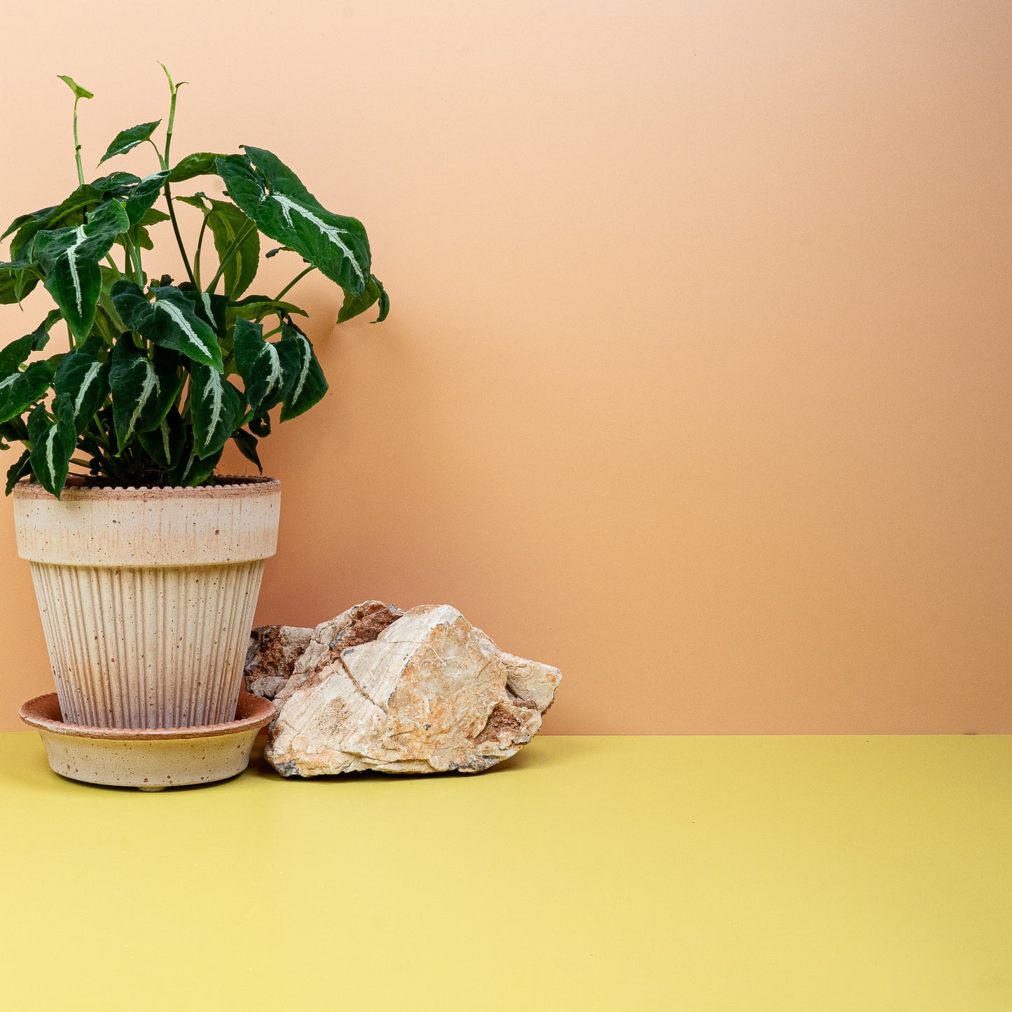 SYNGONIUM WENDLANDII online bestellen bei potflourri