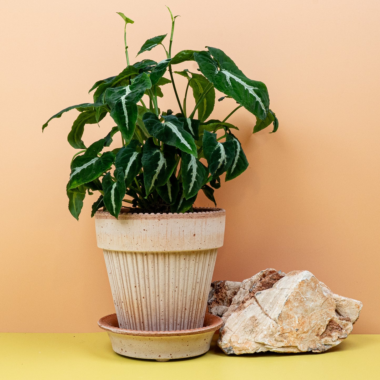 SYNGONIUM WENDLANDII online bestellen bei potflourri