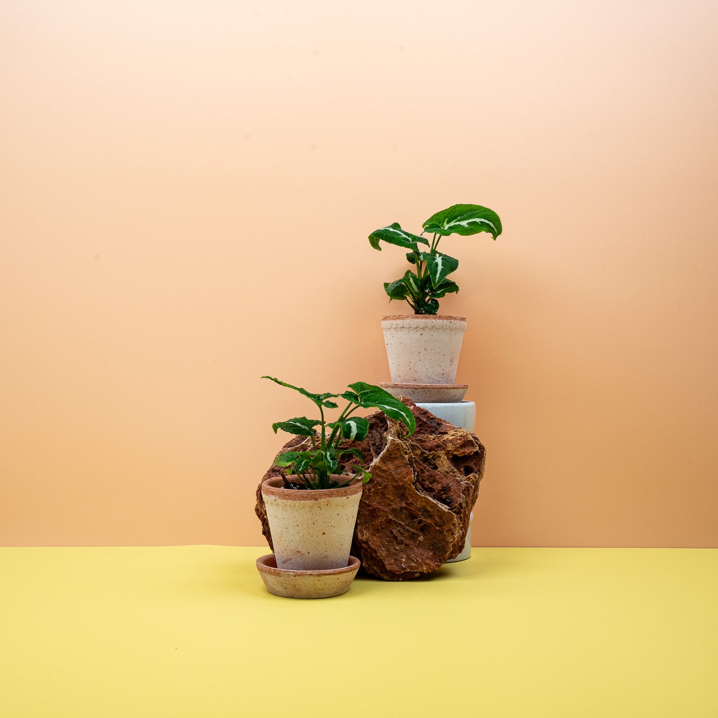 SYNGONIUM WENDLANDII online bestellen bei potflourri