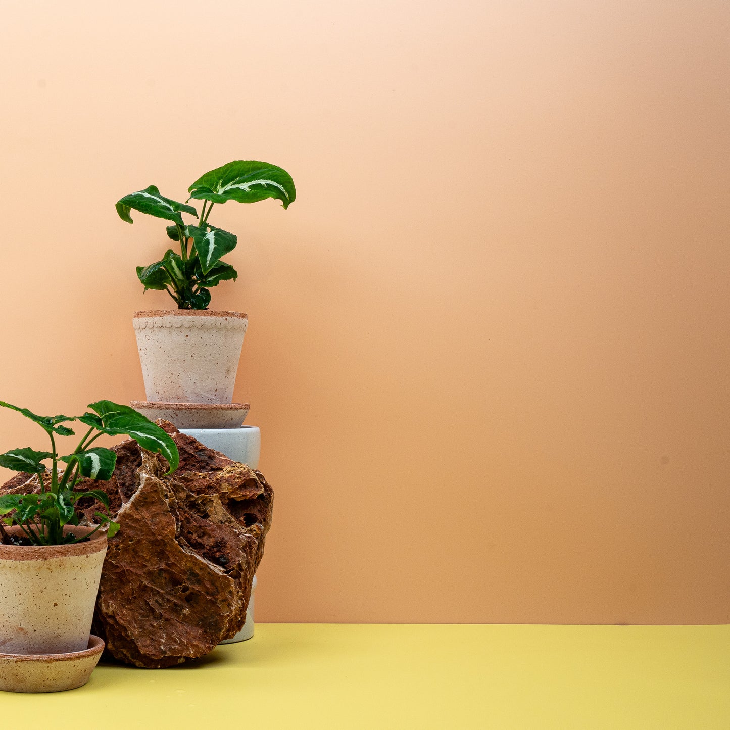 SYNGONIUM WENDLANDII online bestellen bei potflourri