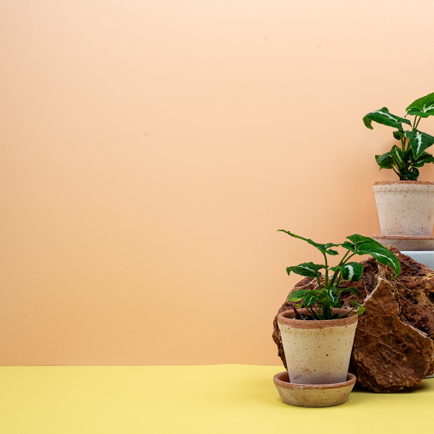 SYNGONIUM WENDLANDII online bestellen bei potflourri