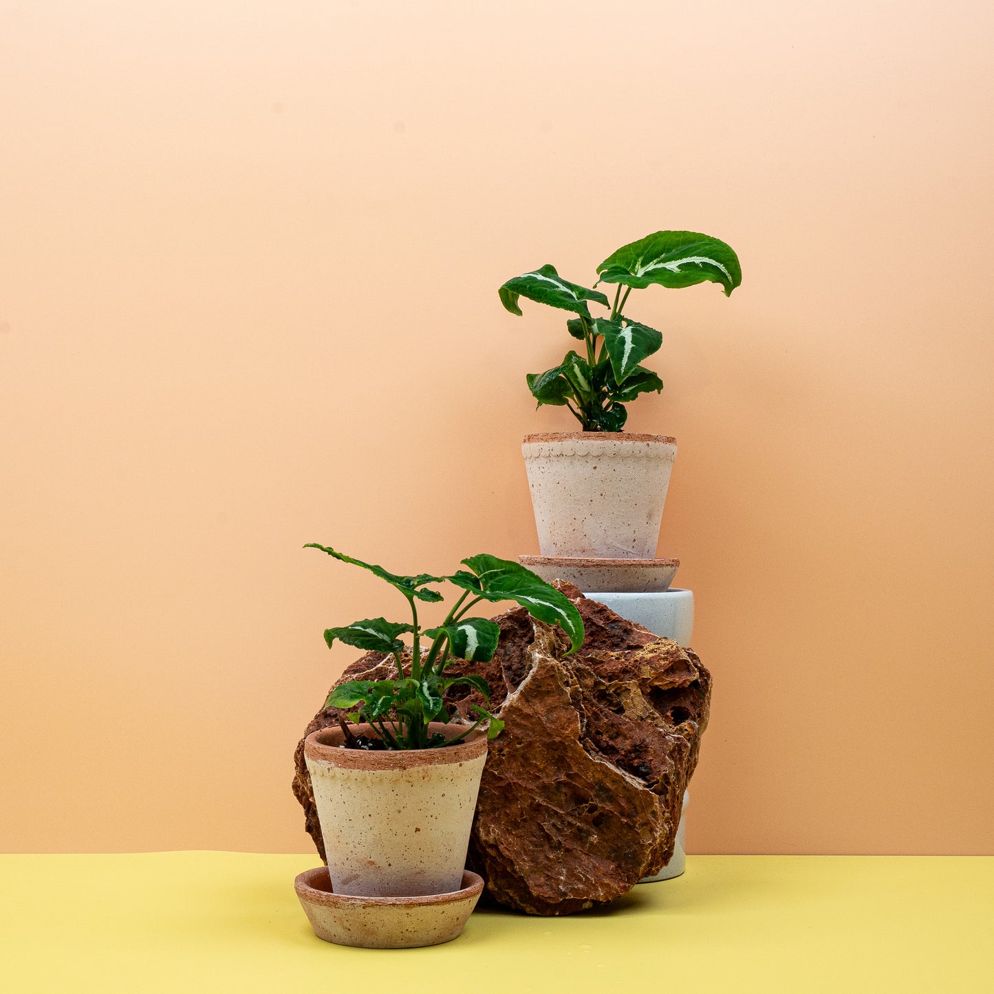 SYNGONIUM WENDLANDII online bestellen bei potflourri