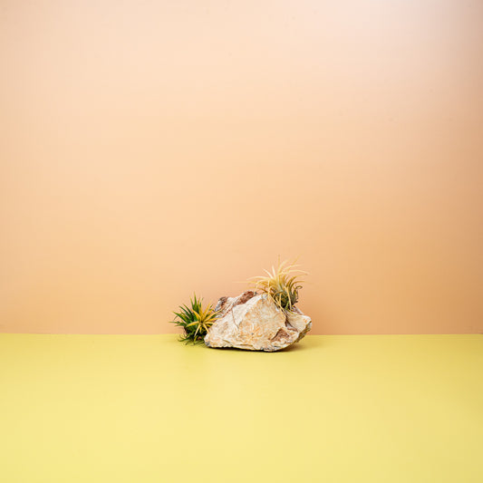 Tillandsia Ionantha Druid – Luftpflanze mit gelblichen Blättern – potflourri