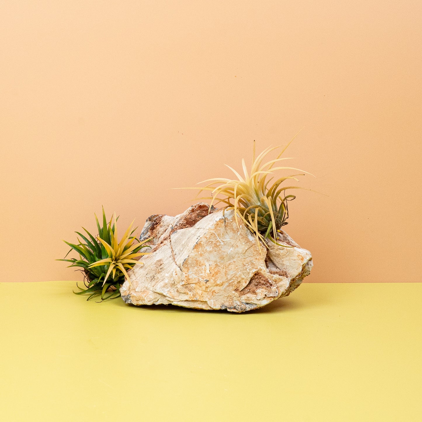 TILLANDSIA IONANTHA DRUID online bestellen bei potflourri