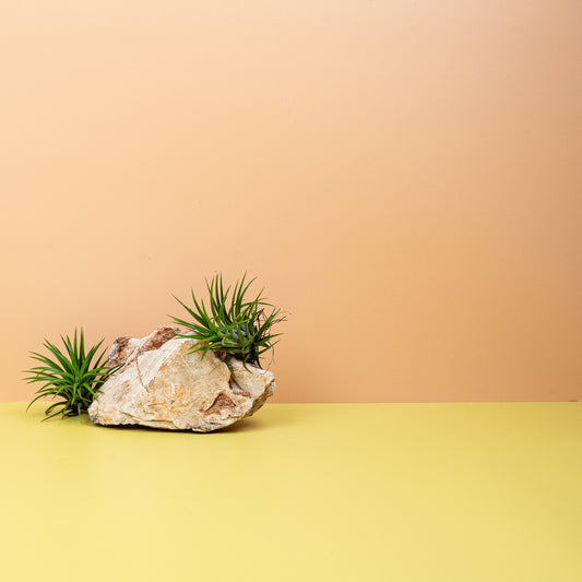 Tillandsia Ionantha Green – Luftpflanze mit dichten grünen Blättern – potflourri