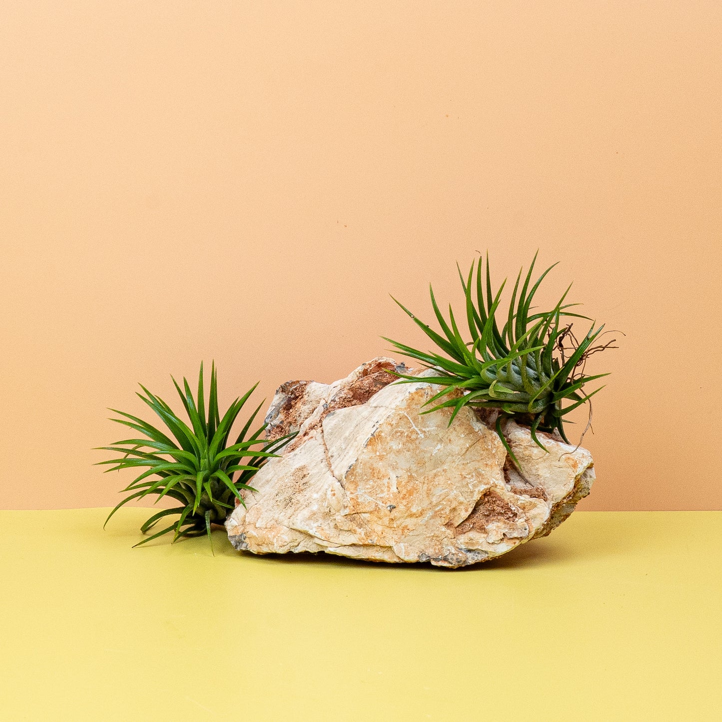 TILLANDSIA IONANTHA GREEN online bestellen bei potflourri