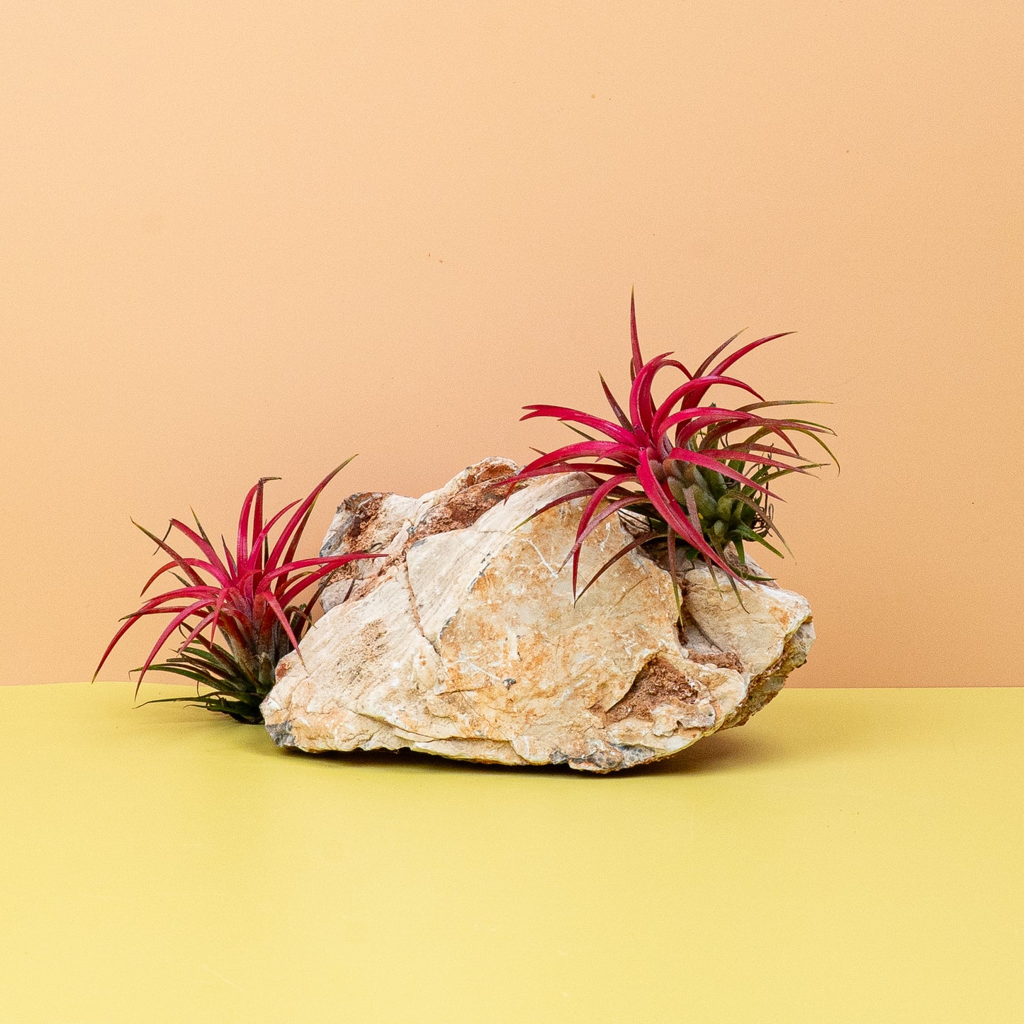 TILLANDSIA IONANTHA RED online bestellen bei potflourri