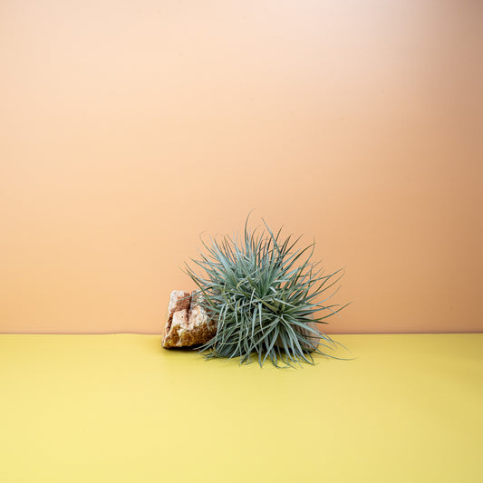 Tillandsia Silver – Luftpflanze mit silbrig-grauen Blättern – potflourri