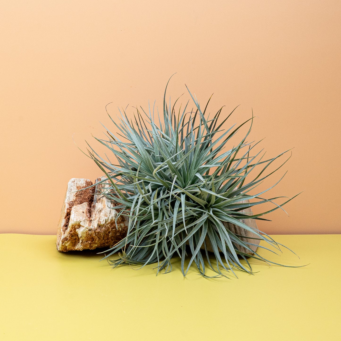 TILLANDSIA SILVER online bestellen bei potflourri