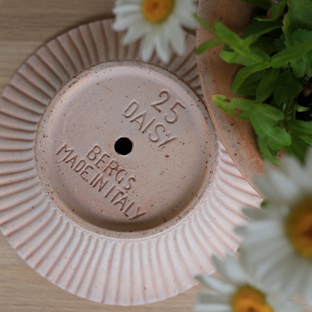 ÜBERTOPF BERGS DAISY online bestellen bei potflourri