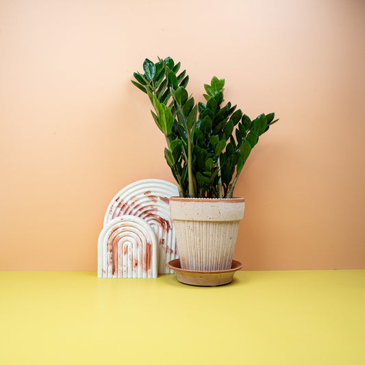 ZAMIOCULCAS ZAMIIFOLIA MIDORI online bestellen bei potflourri