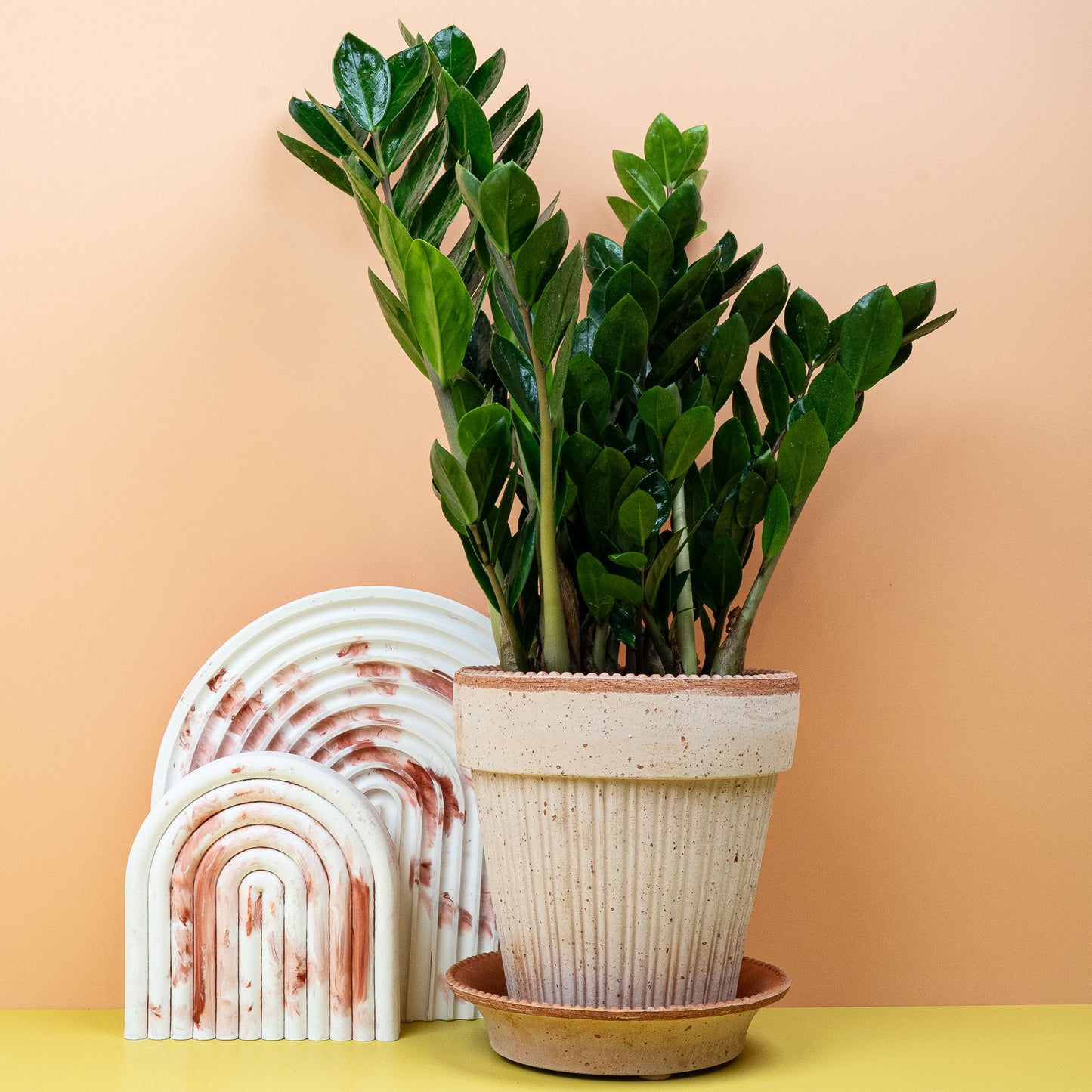 ZAMIOCULCAS ZAMIIFOLIA MIDORI online bestellen bei potflourri