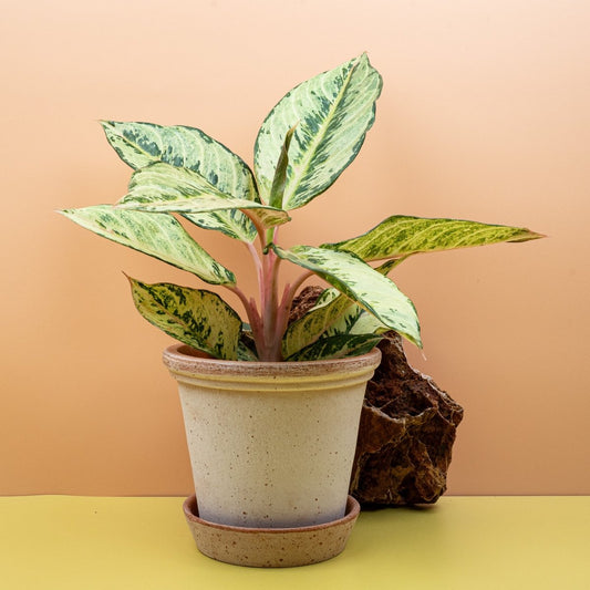 Aglaonema Chartreuse Pretty, grüngelbe Blätter – potflourri