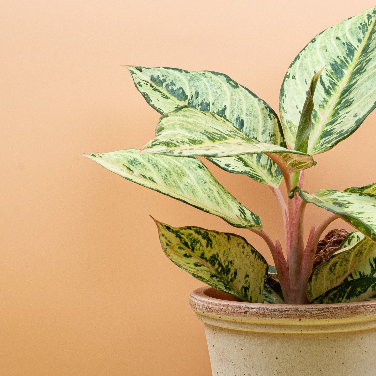 AGLAONEMA CHARTREUSE PRETTY online bestellen bei potflourri