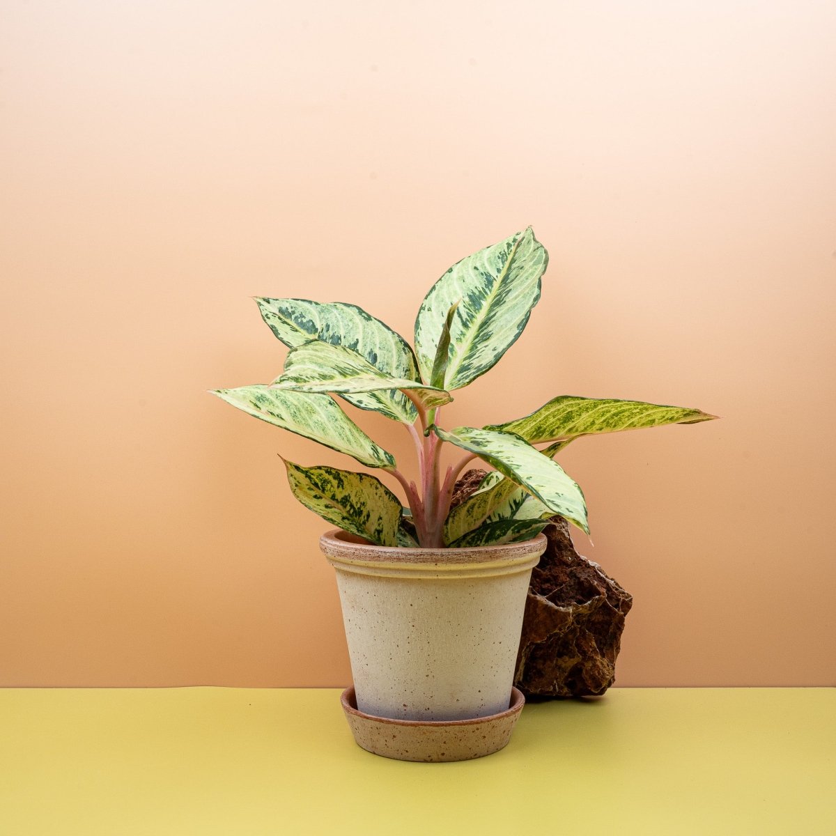 AGLAONEMA CHARTREUSE PRETTY online bestellen bei potflourri