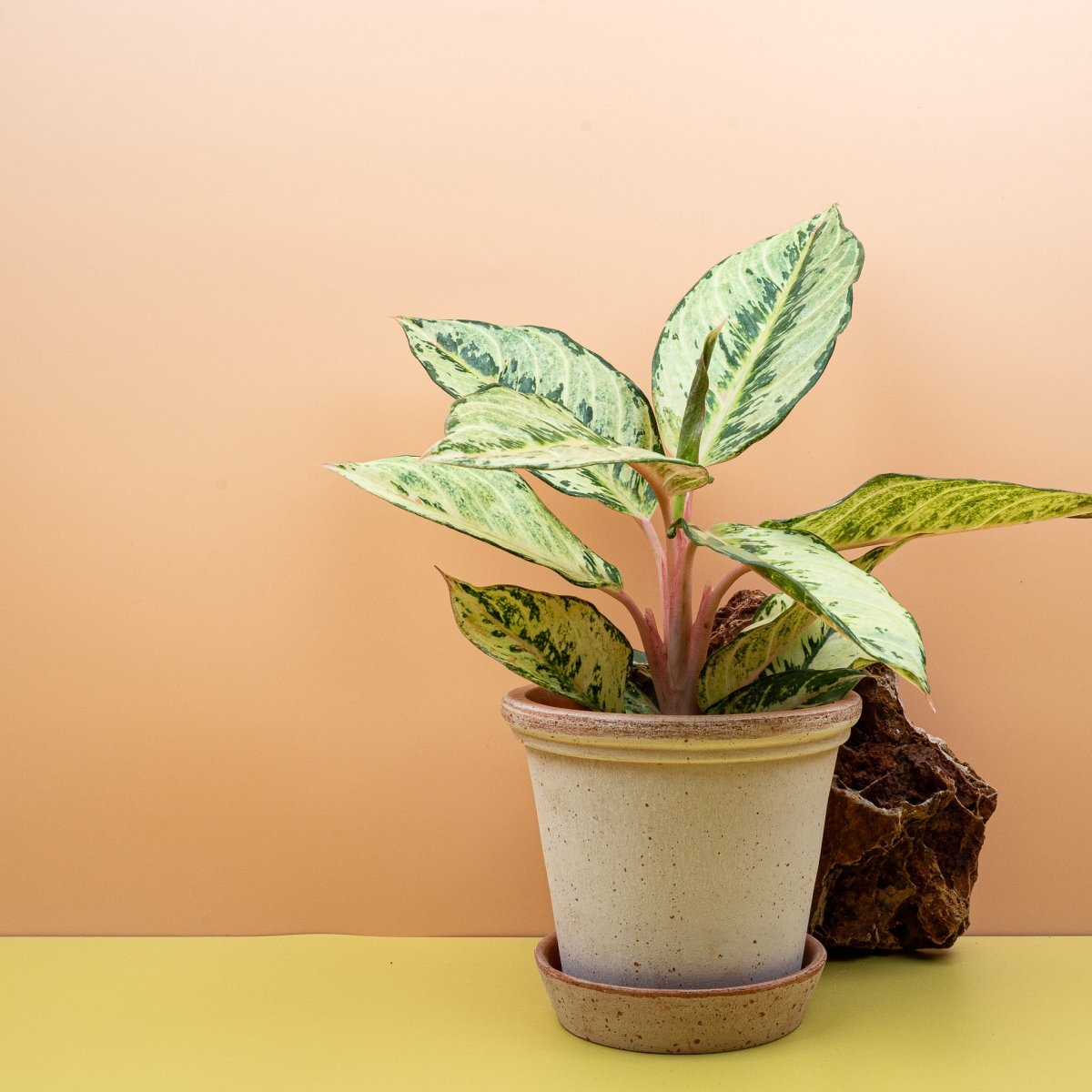 AGLAONEMA CHARTREUSE PRETTY online bestellen bei potflourri