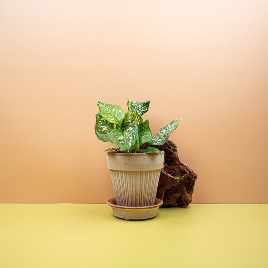 Aglaonema Diamond White, silbrig-weiße Blätter – potflourri
