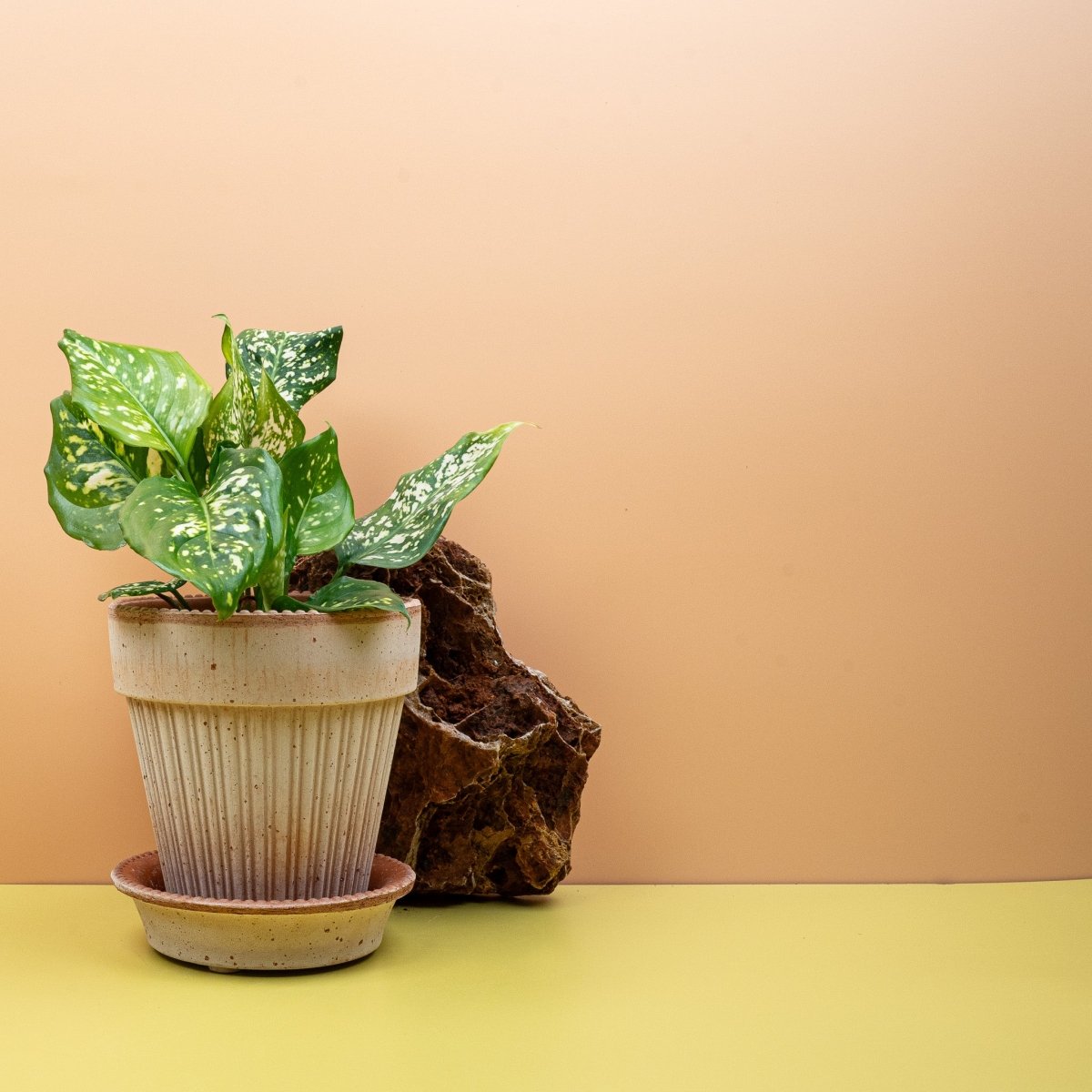 AGLAONEMA DIAMOND WHITE online bestellen bei potflourri