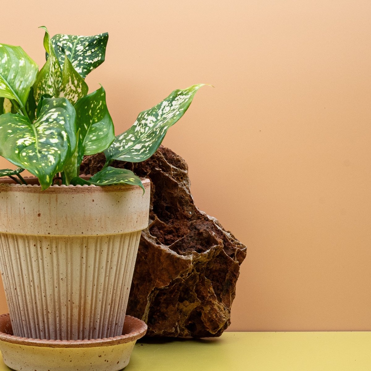 AGLAONEMA DIAMOND WHITE online bestellen bei potflourri
