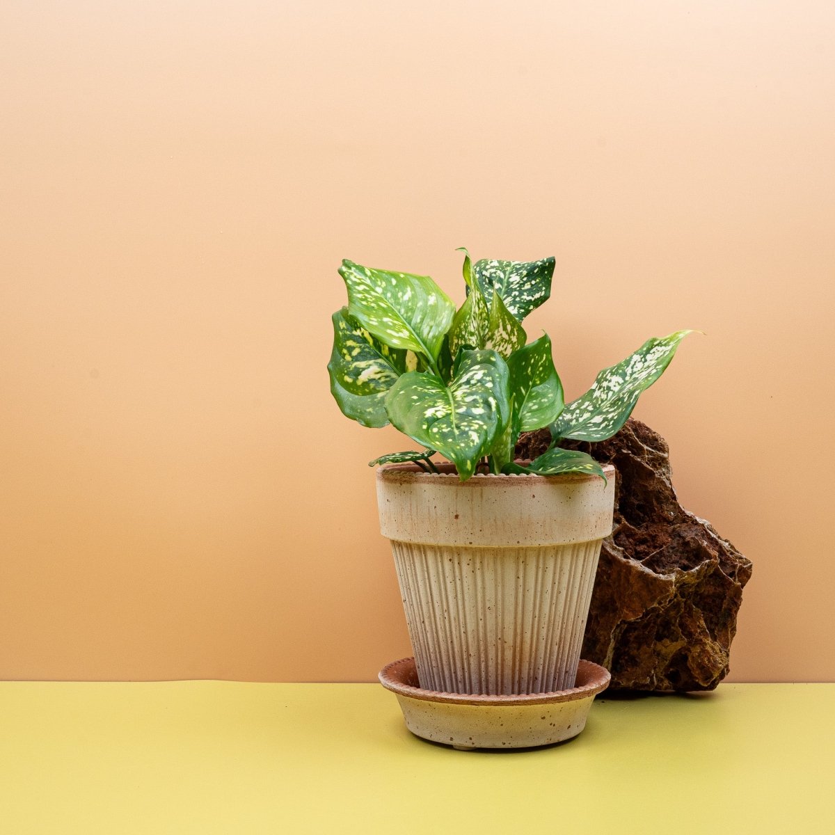 AGLAONEMA DIAMOND WHITE online bestellen bei potflourri