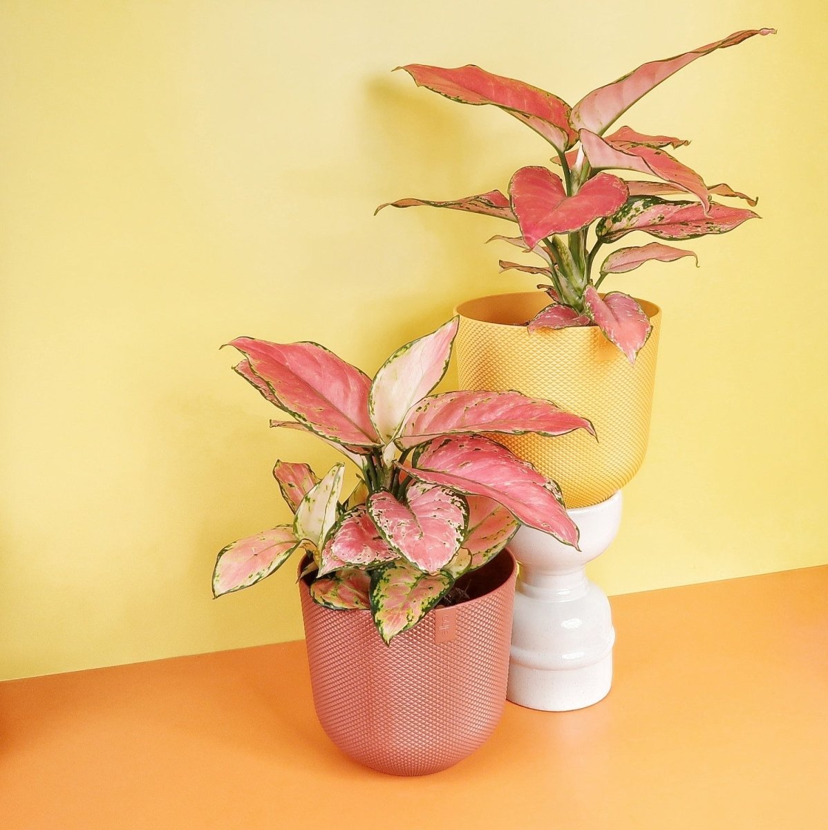 AGLAONEMA FLAMINGO online bestellen bei potflourri