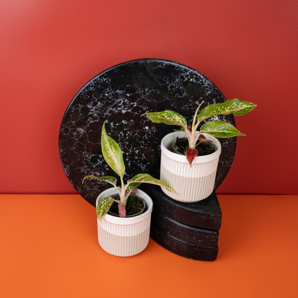 AGLAONEMA NIGHT SPARKLE online bestellen bei potflourri