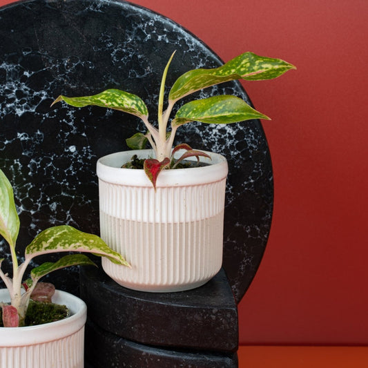 AGLAONEMA NIGHT SPARKLE online bestellen bei potflourri