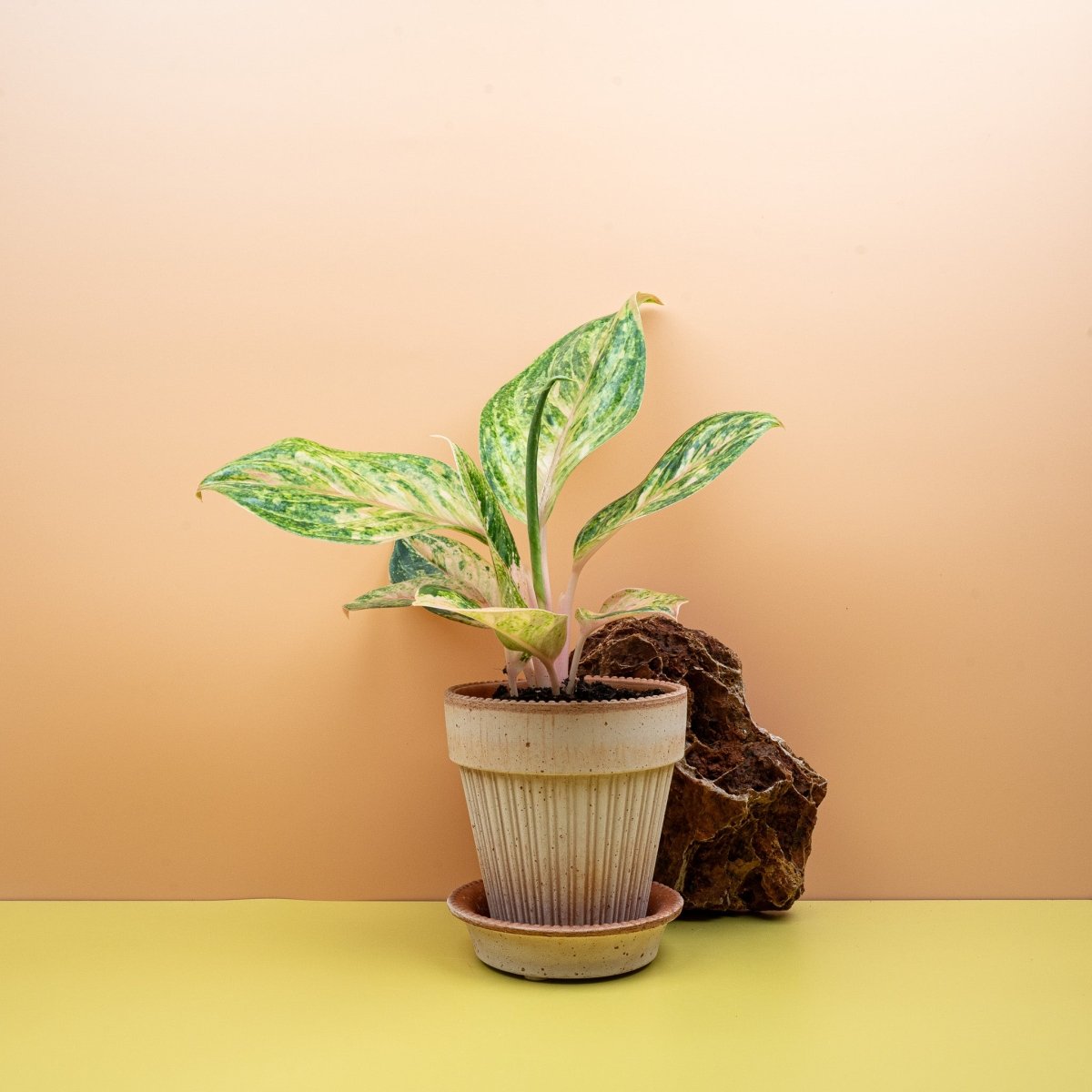 AGLAONEMA PEACH PERL online bestellen bei potflourri