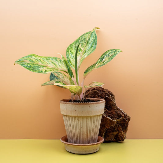 Aglaonema Peach Perl, Pfirsich- und Rosatöne – potflourri