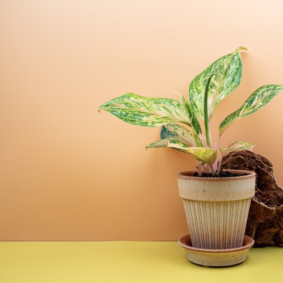 AGLAONEMA PEACH PERL online bestellen bei potflourri