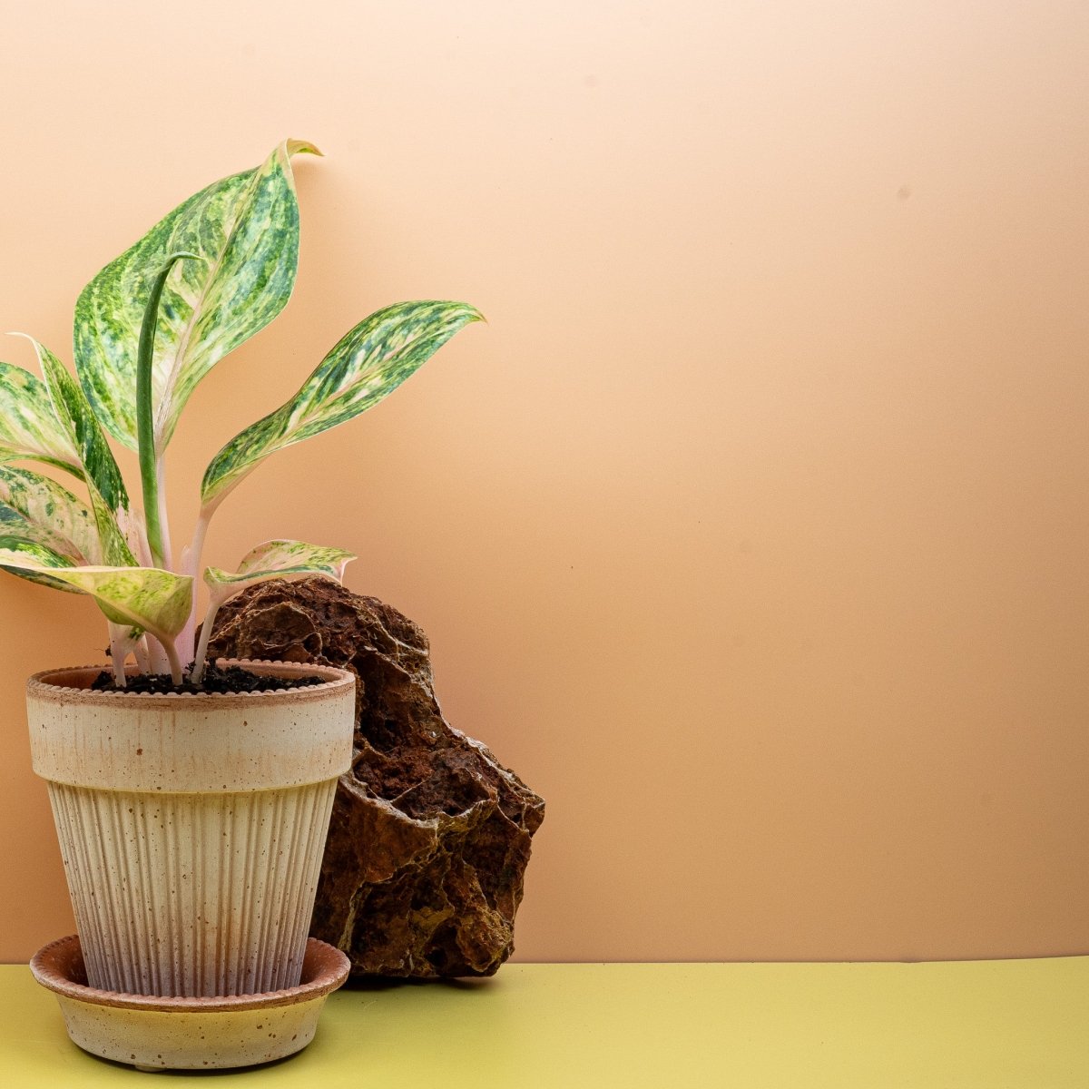 AGLAONEMA PEACH PERL online bestellen bei potflourri