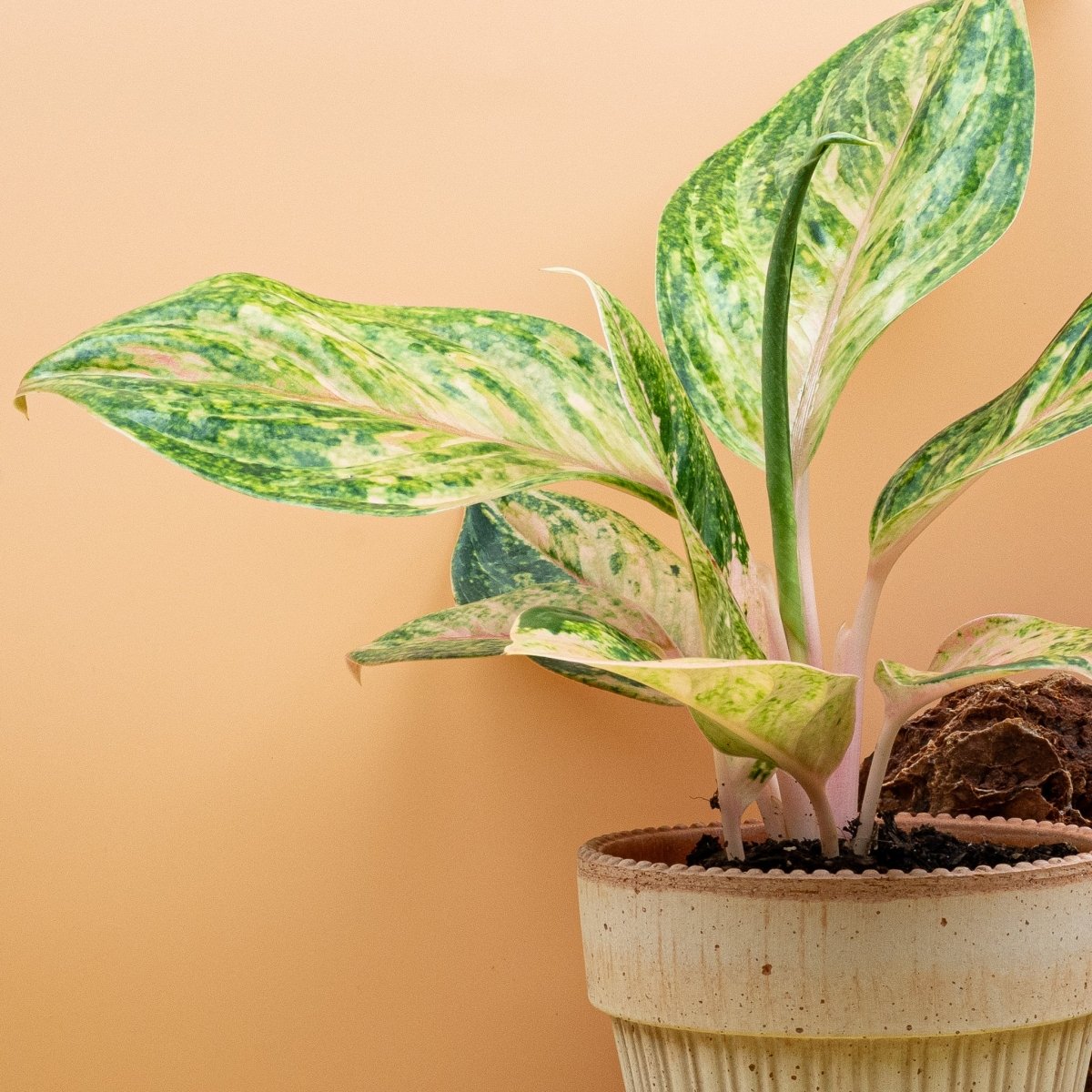 AGLAONEMA PEACH PERL online bestellen bei potflourri