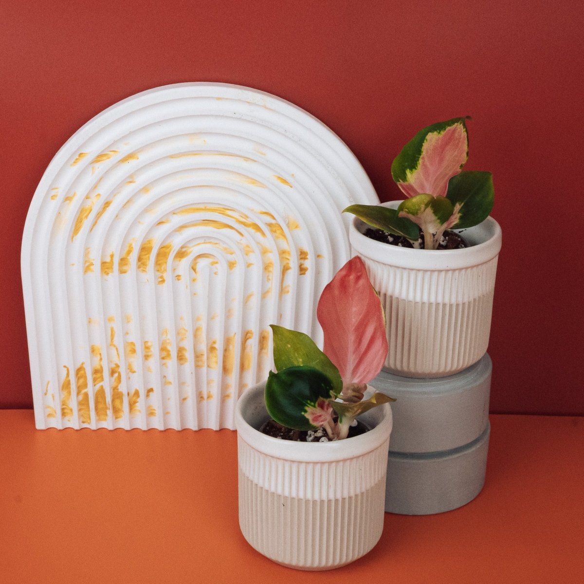 AGLAONEMA RED DRAGON online bestellen bei potflourri