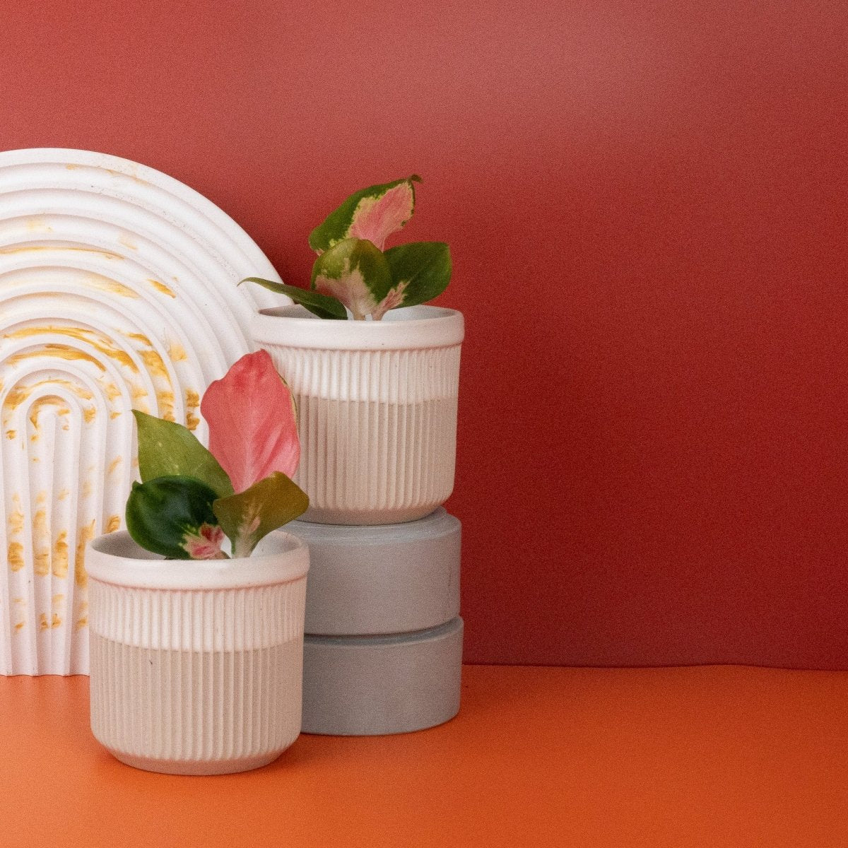 AGLAONEMA RED DRAGON online bestellen bei potflourri