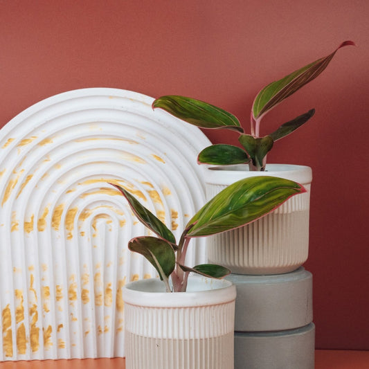 AGLAONEMA RED LIPSTICK online bestellen bei potflourri