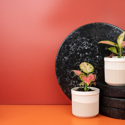 AGLAONEMA RED VALENTINE online bestellen bei potflourri