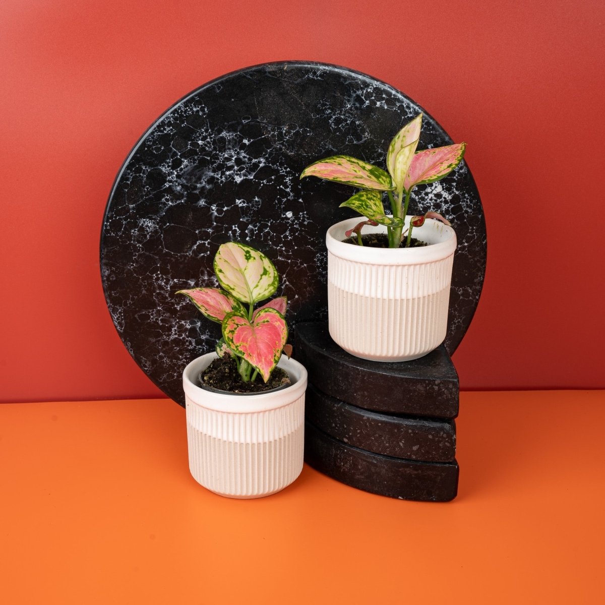 AGLAONEMA RED VALENTINE online bestellen bei potflourri