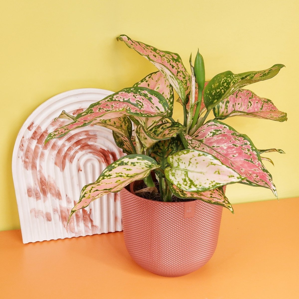 AGLAONEMA SPOTTED online bestellen bei potflourri