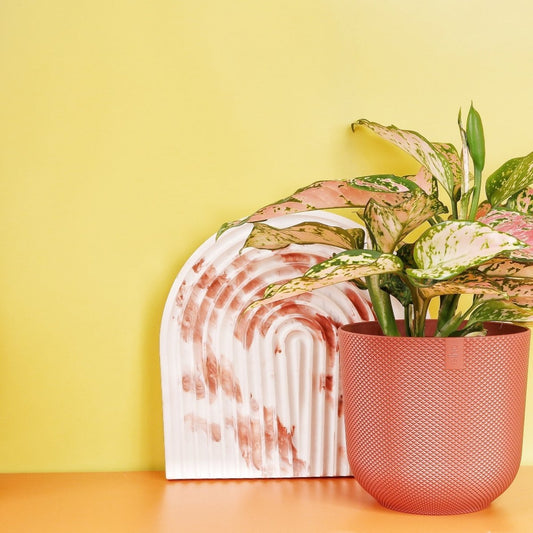 AGLAONEMA SPOTTED online bestellen bei potflourri