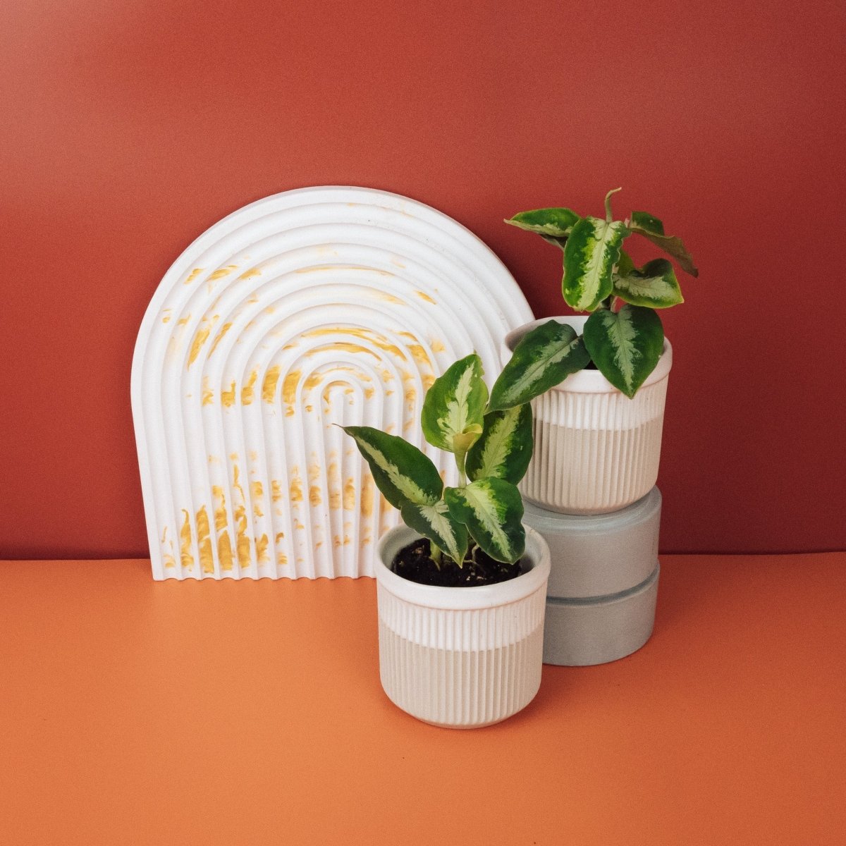 AGLAONEMA TRICOLOR online bestellen bei potflourri