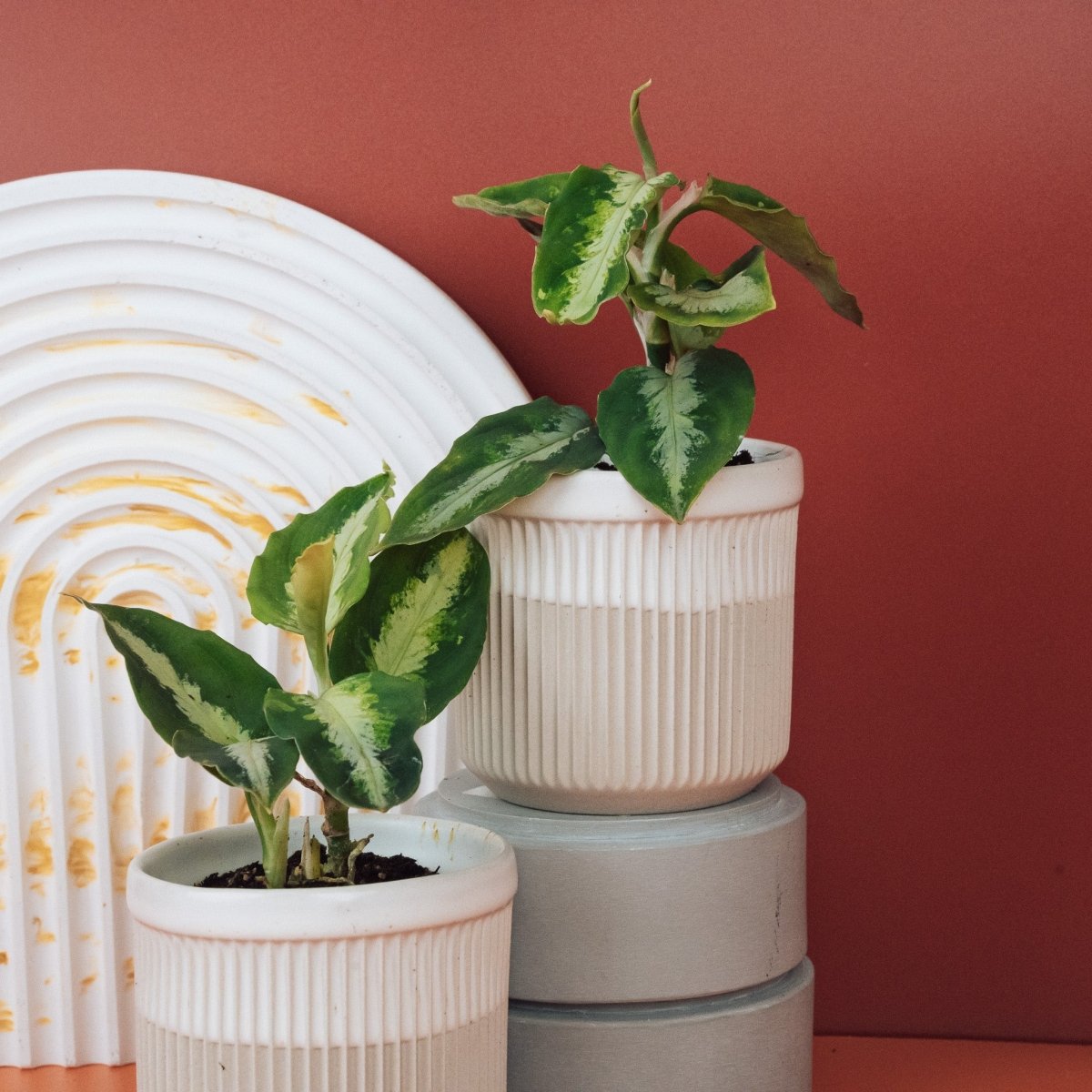 AGLAONEMA TRICOLOR online bestellen bei potflourri