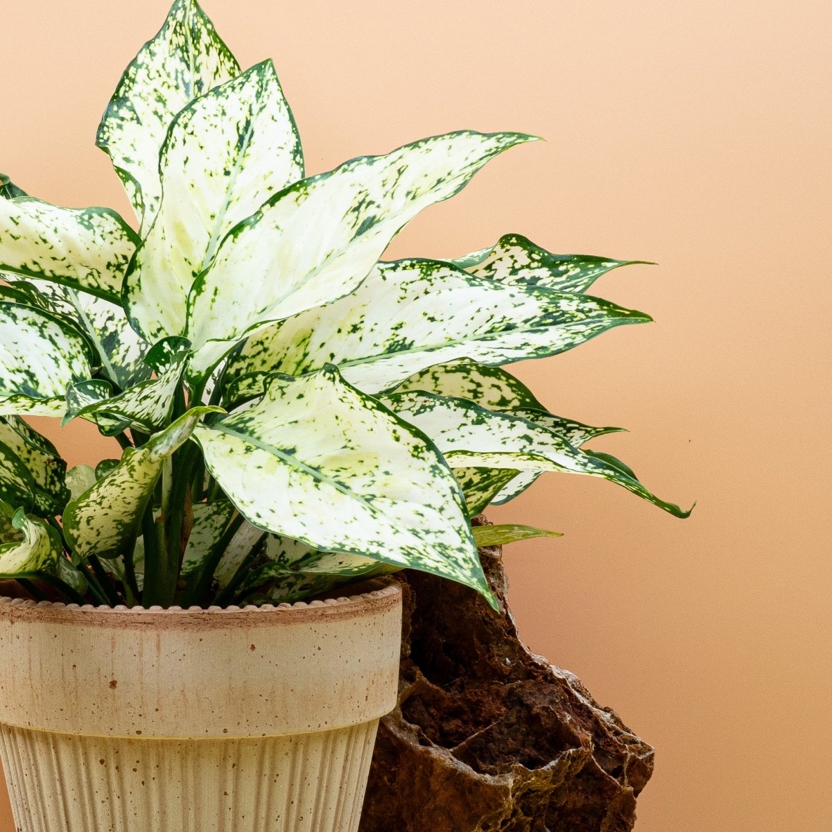 AGLAONEMA WHITE KIWI online bestellen bei potflourri