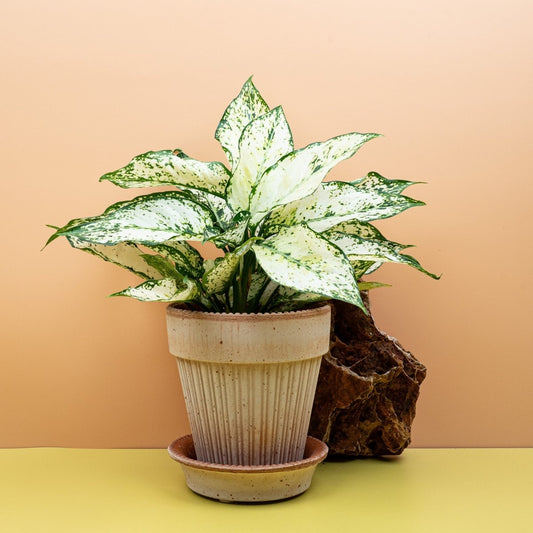 AGLAONEMA WHITE KIWI online bestellen bei potflourri