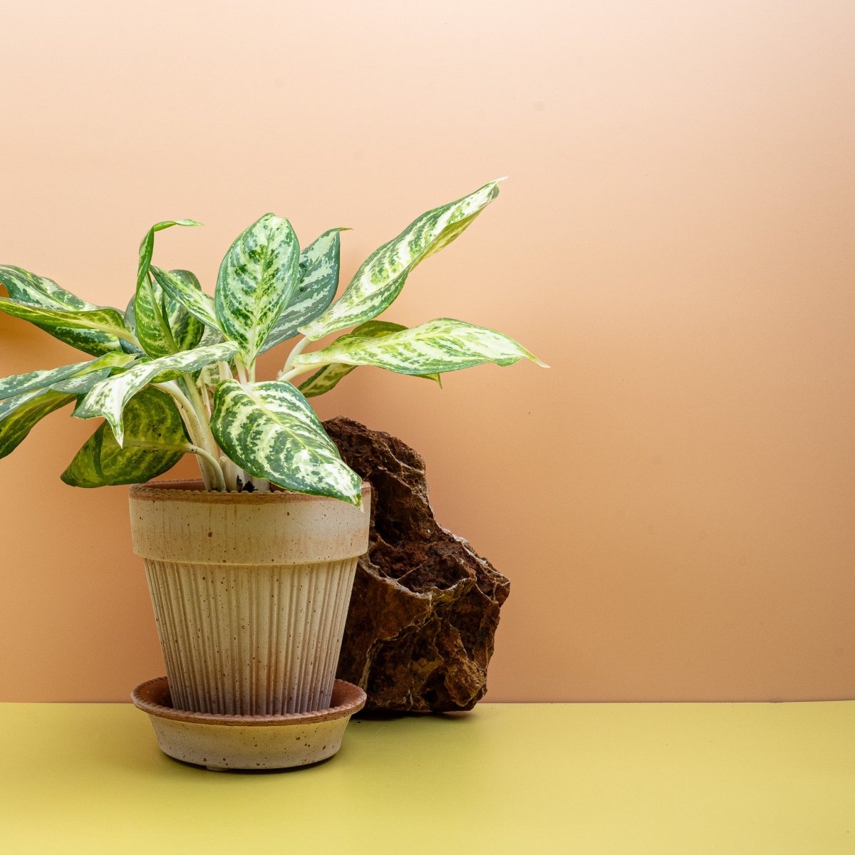 AGLAONEMA ZEBRA online bestellen bei potflourri