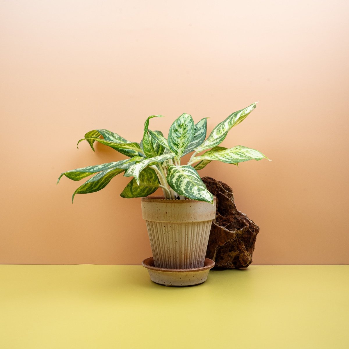 AGLAONEMA ZEBRA online bestellen bei potflourri
