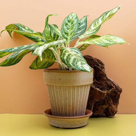 AGLAONEMA ZEBRA online bestellen bei potflourri