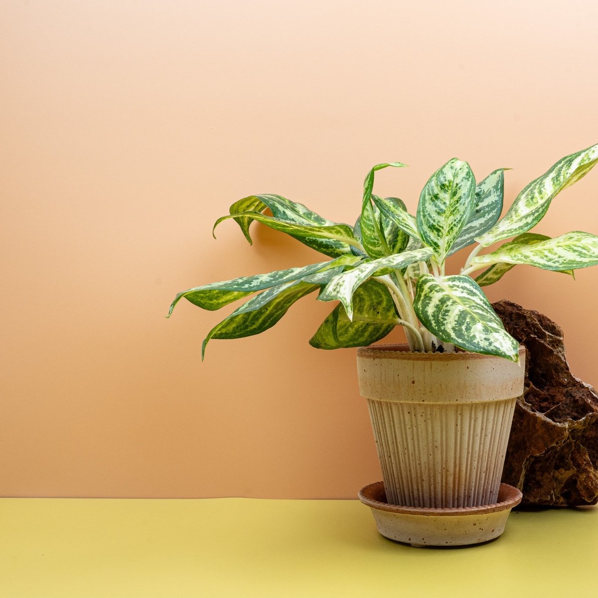 AGLAONEMA ZEBRA online bestellen bei potflourri