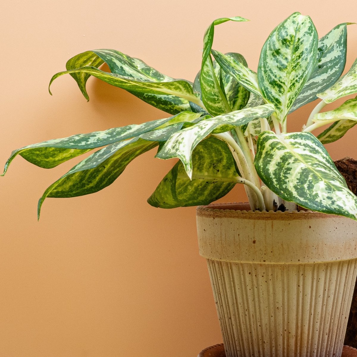 AGLAONEMA ZEBRA online bestellen bei potflourri